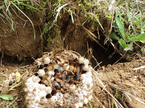 駆除した軒下のスズメバチの巣の女王蜂（福島市）