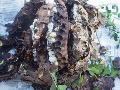 駆除したコガタスズメバチの巣(福島市）