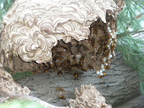 樹木に作ったキイロスズメバチの巣（郡山市）