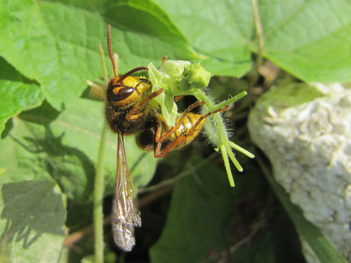 キイロスズメバチがアレチウリの花の蜜をなめる