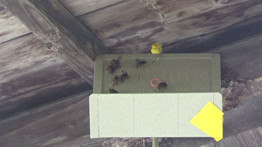 本宮市で巣跡に戻るスズメバチ対策で設置した粘着板