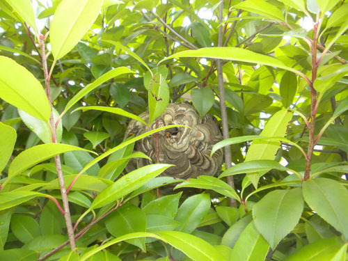 コガタスズメバチの８月中旬ごろの巣