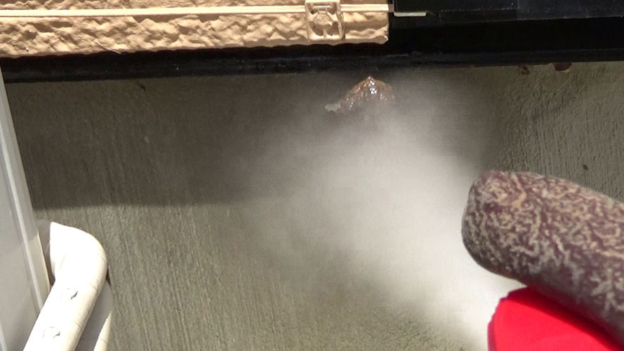 福島市で殺虫剤をアシナガバチの巣に噴霧