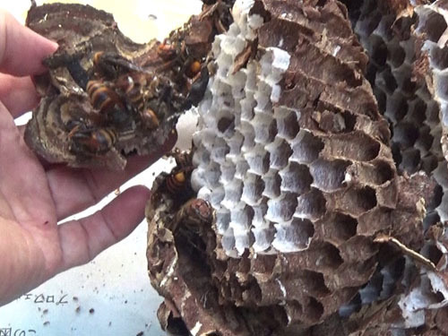 駆除したコガタスズメバチの巣の底に働き蜂(福島市）