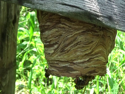 庭で盆栽棚に作ったモンスズメバチの巣（白河市）