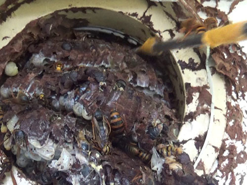 ダクトの中で窮屈そうなスズメバチの巣を撤去(田村市）