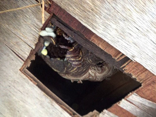 軒裏天井にあったスズメバチの巣（会津若松市）