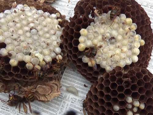 スズメバチの巣盤は３層で白い繭が目立つ（白河市）