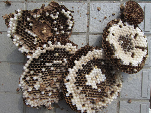 マフラーに作ったキイロスズメバチの巣（三春町）