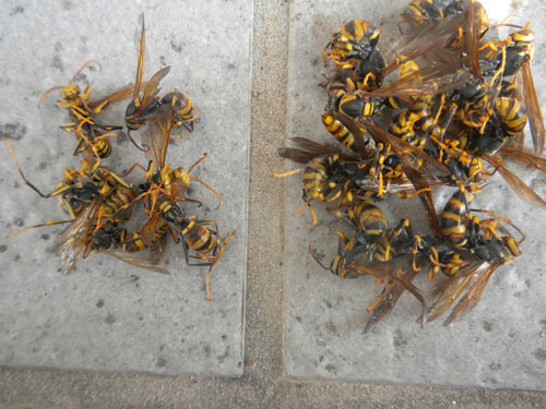 刺したアシナガバチの巣にいた新女王蜂たちと働き蜂たち