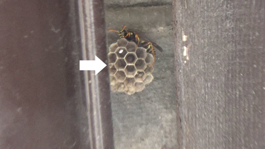 福島市で見つけにくいアシナガバチの巣