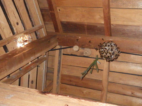 天井裏に作ったモンスズメバチの巣（福島市）