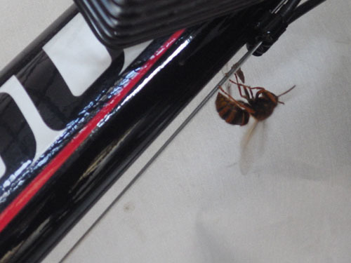 スズメバチの女王蜂が自転車に巣作り中（白河市）