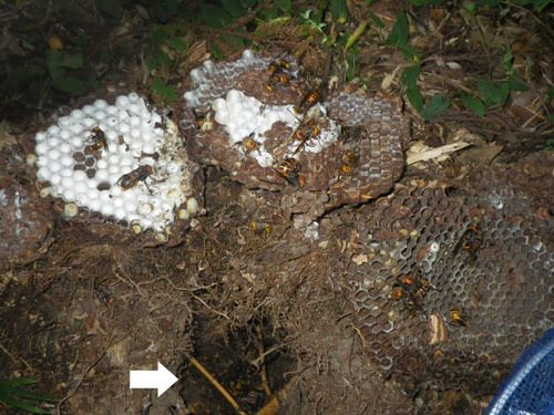 掘り出したオオスズメバチの巣とその巣穴（郡山市）