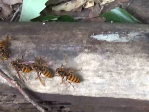 白河市でスズメバチ駆除の現場