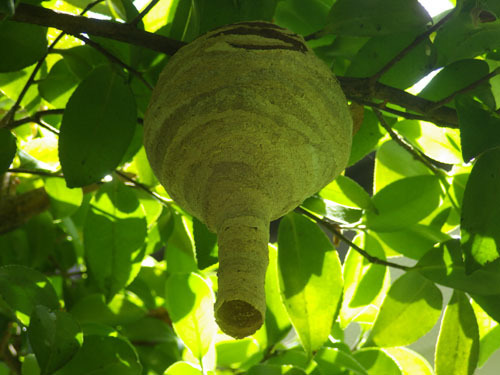 庭木の樹内に作ったコガタスズメバチの初期巣