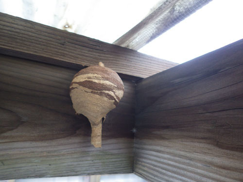 コガタスズメバチの逆とっくり型の初期巣