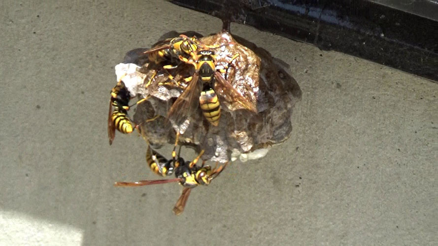 福島市で駆除するキアシナガバチの巣