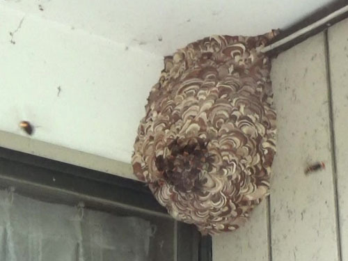 軒下に作ったコガタスズメバチの巣（伊達市）