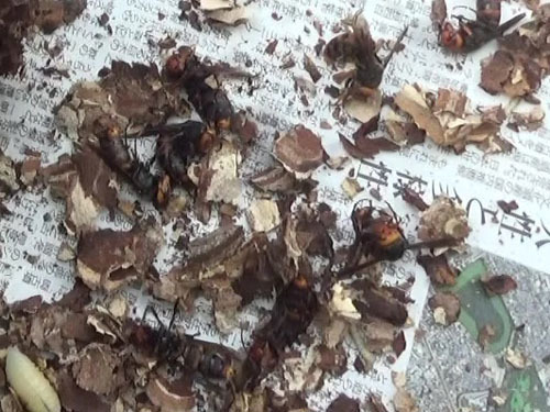 駆除したスズメバチの巣の新女王蜂たち（伊達市）