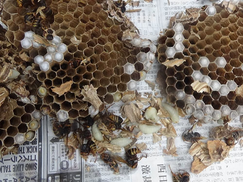 駆除・撤去した通気口のスズメバチの巣（本宮市）
