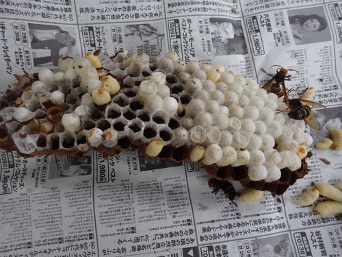 福島市で駆除したスズメバチの巣