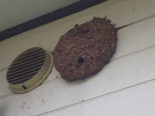 壁の換気口を覆って はみ出すスズメバチの巣（田村市）
