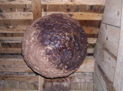 刺したスズメバチは天井裏に巣を作っていた