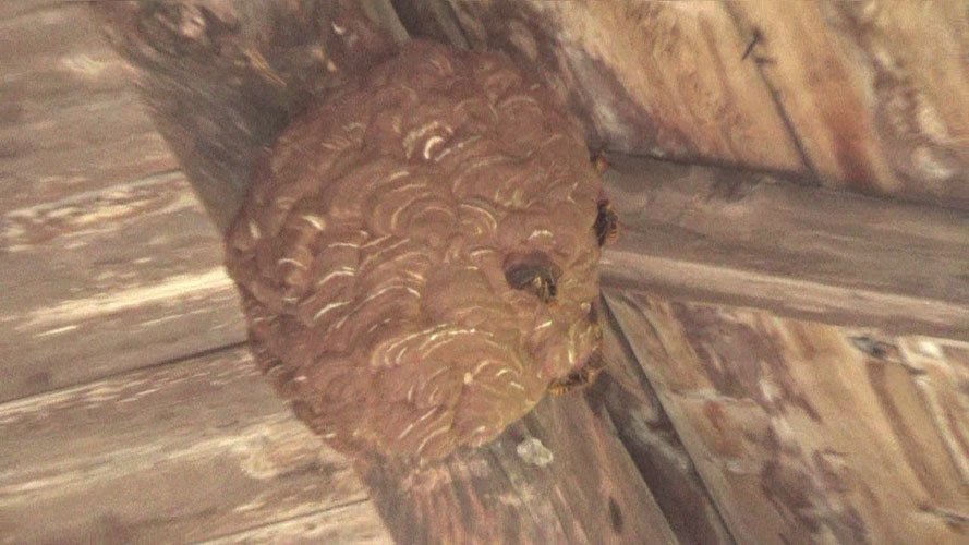 本宮市で駆除するキイロスズメバチの巣