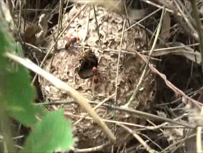 キイロスズメバチの巣を襲うオオスズメバチ（田村市）