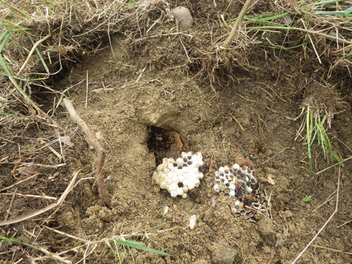 ヒメスズメバチの巣を掘り出した場所（須賀川市）