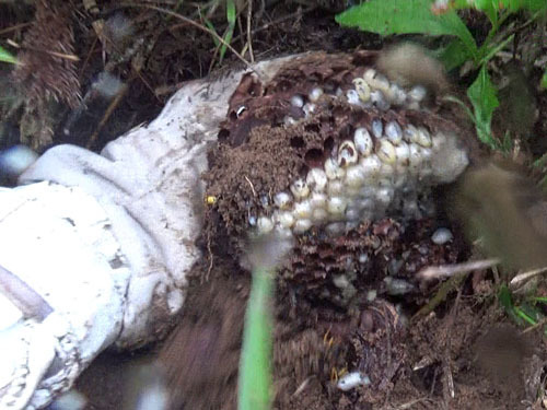 土手の地中から掘り出したスズメバチの巣（福島市）
