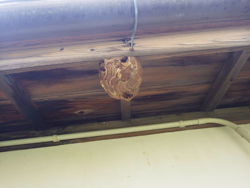 １階の軒下にコガタスズメバチの巣（会津若松市）