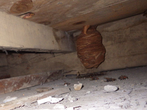 軒裏天井にぶらさがるヒメスズメバチの巣（郡山市）