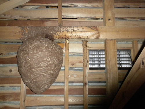 天井裏の通気口から離れた場所にキイロスズメバチの巣