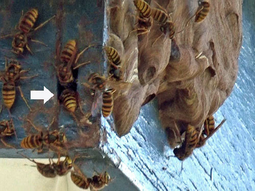 軒裏天井に作ったキイロスズメバチの巣（矢吹町）